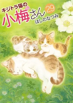Manga Plum Crazy! Tales of A Tiger-Striped Cat (Kijitora Neko no Koume-san) vol.29 (キジトラ猫の小梅さん 29 (29巻) (ねこぱんちコミックス))  / Hoshino Natsumi